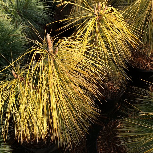 Gele coniferen brengen kleur in de wintertuin