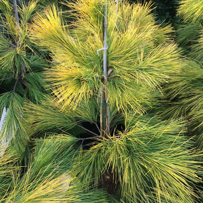 Gele coniferen brengen kleur in de wintertuin