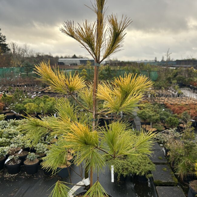 Pinus strobus 'Louis'