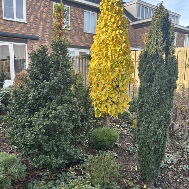 Ginkgo biloba en toepassing in de tuin
