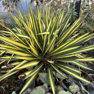 Yucca filamentosa 'Color Guard'
