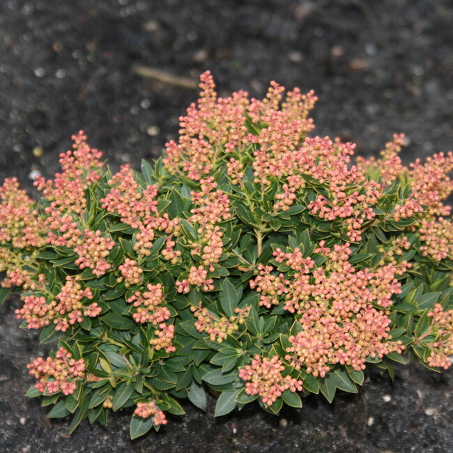 Deel 3 Dwergheesters en dwergconiferen in de tuin