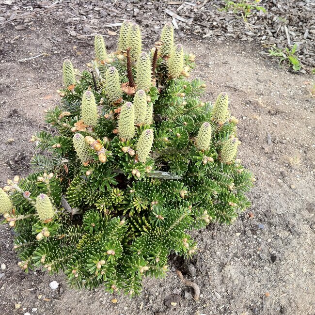 Abies koreana 'Gait'