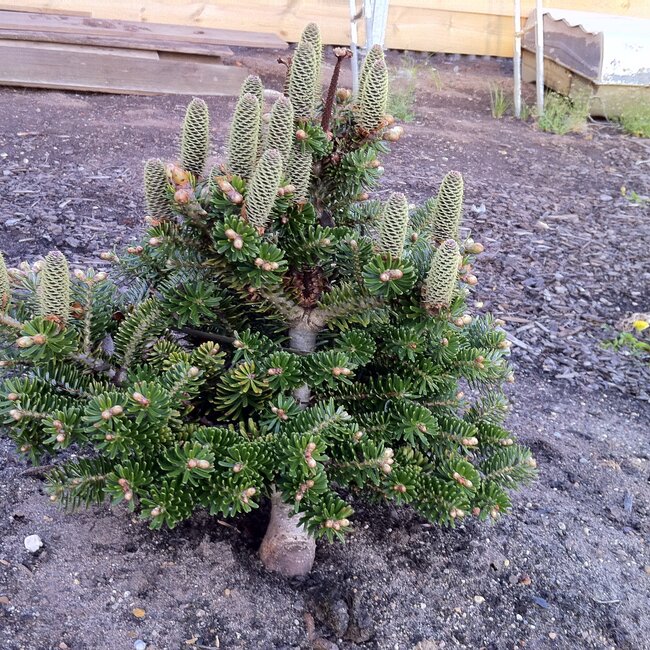 Abies koreana 'Gait'