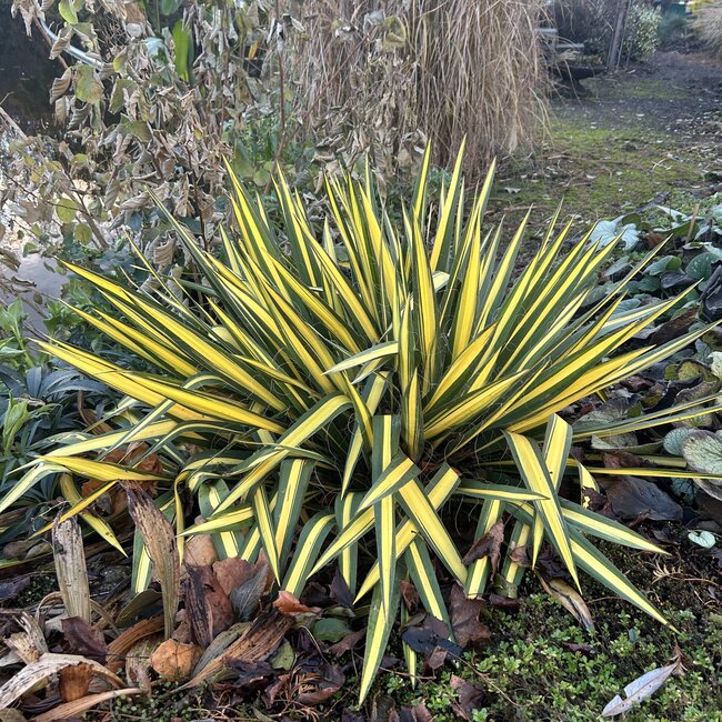 Yucca filamentosa 'Color Guard'