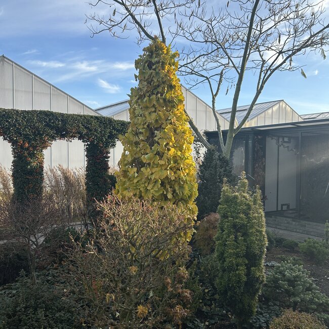 Ginkgo biloba en toepassing in de tuin