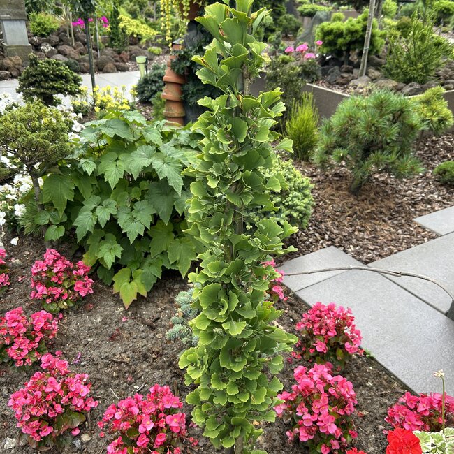 Ginkgo biloba en toepassing in de tuin