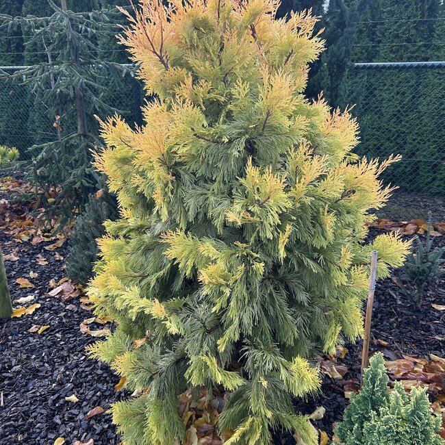 Calocedrus decurrens 'Berrima Gold'