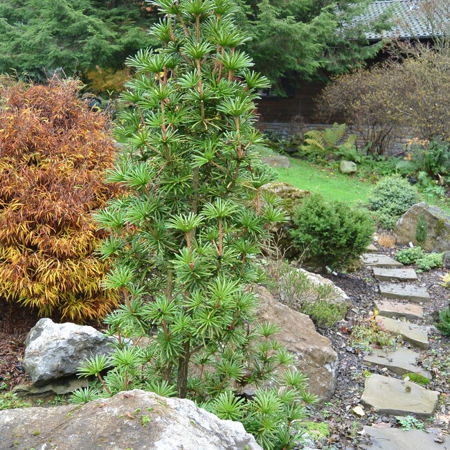 Sciadopitys verticillata 'Sternschnuppe'