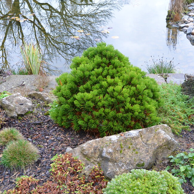 Dwergplanten en hun vele toepassingen