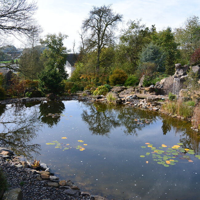 Dwergplanten en hun vele toepassingen