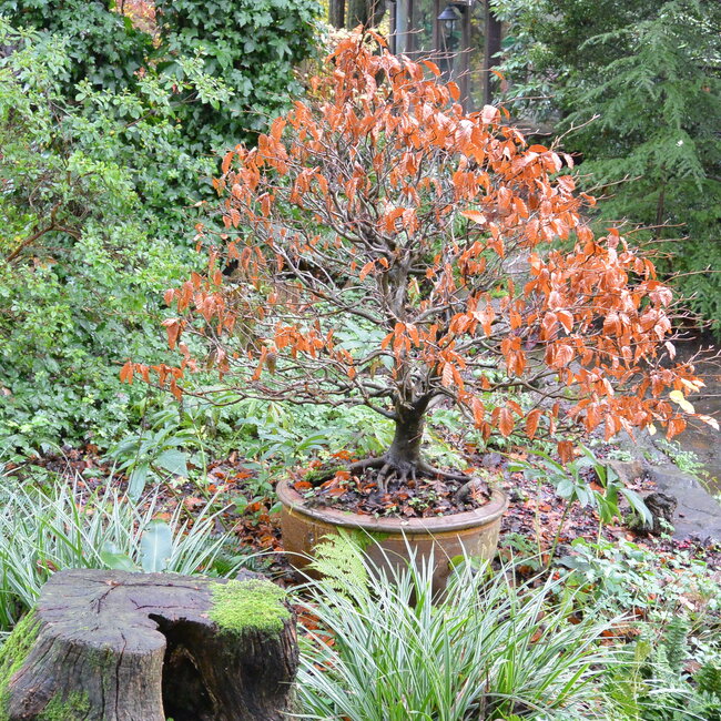 Dwergplanten en hun vele toepassingen