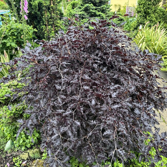 Dwergplanten en hun vele toepassingen