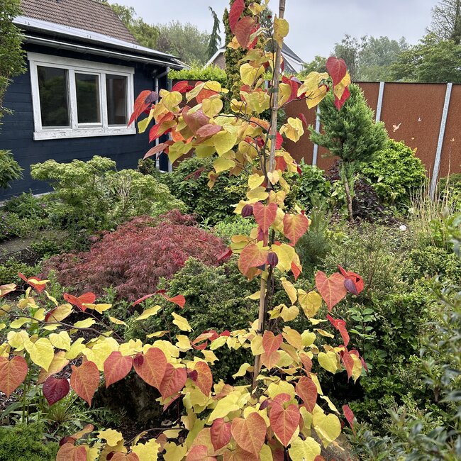 Dwergplanten en hun vele toepassingen