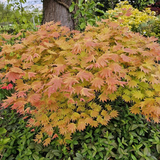 Dwergplanten en hun vele toepassingen