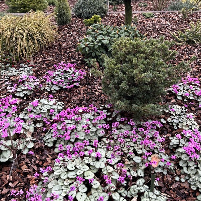 Dwergplanten en hun vele toepassingen
