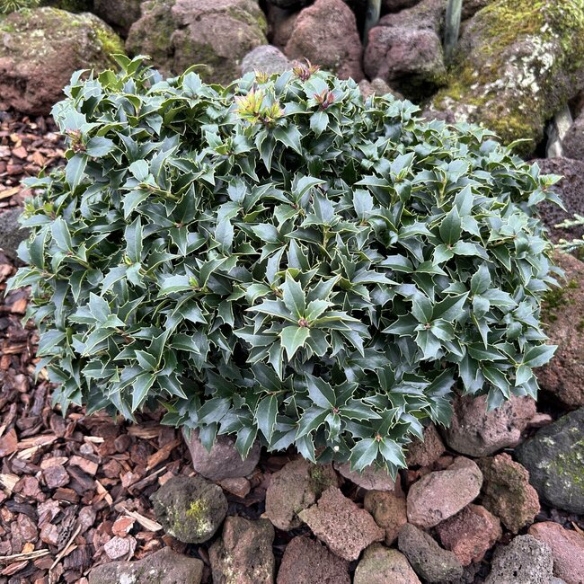 Dwergplanten en hun vele toepassingen