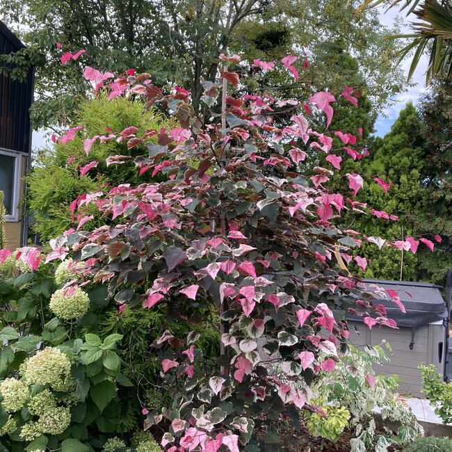 Dwergplanten en hun vele toepassingen