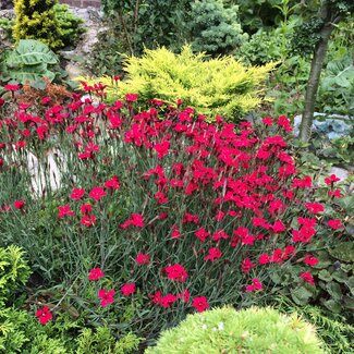 1 A Kleurencombinaties in de tuin