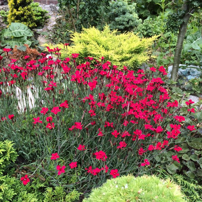 1A Kleurencombinaties in de tuin