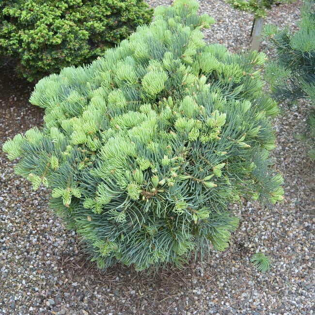 Abies concolor 'Szuma'