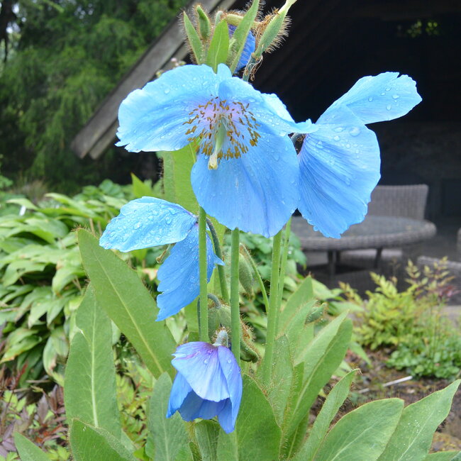 1A Kleurencombinaties in de tuin