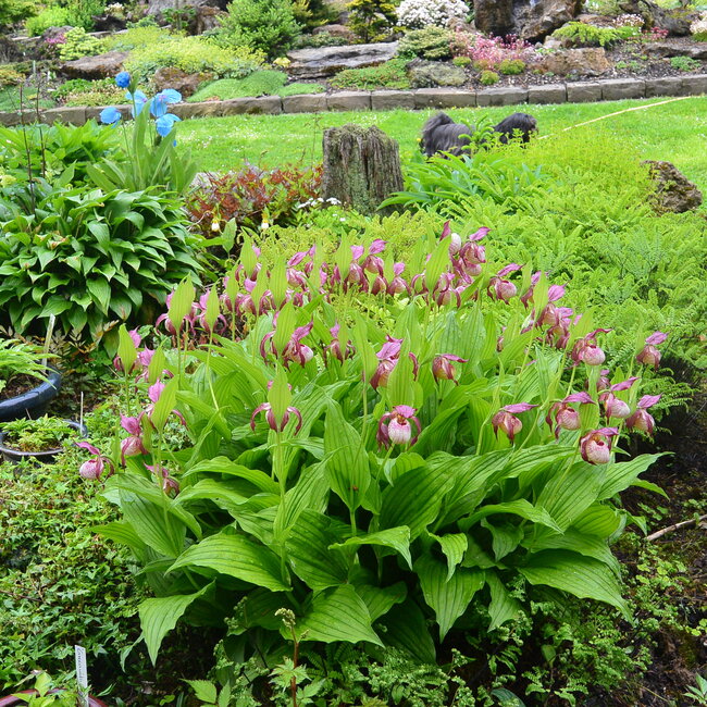 1A Kleurencombinaties in de tuin