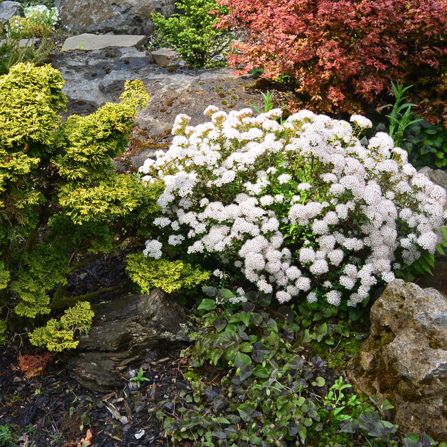 1A Kleurencombinaties in de tuin