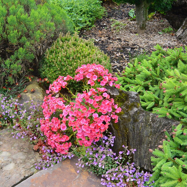 1A Kleurencombinaties in de tuin