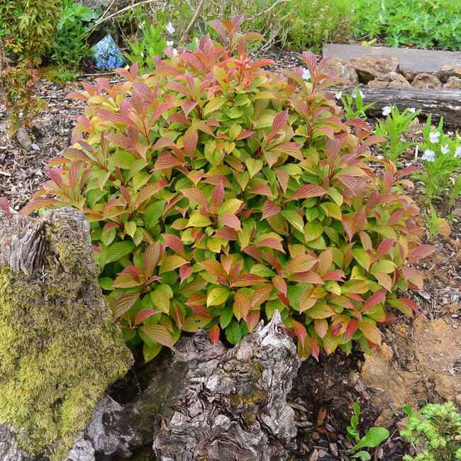 1A Kleurencombinaties in de tuin