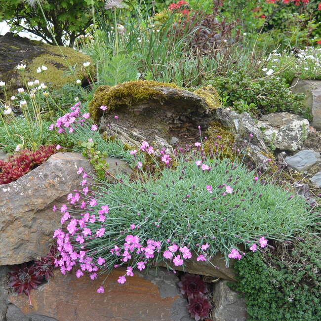 1A Kleurencombinaties in de tuin