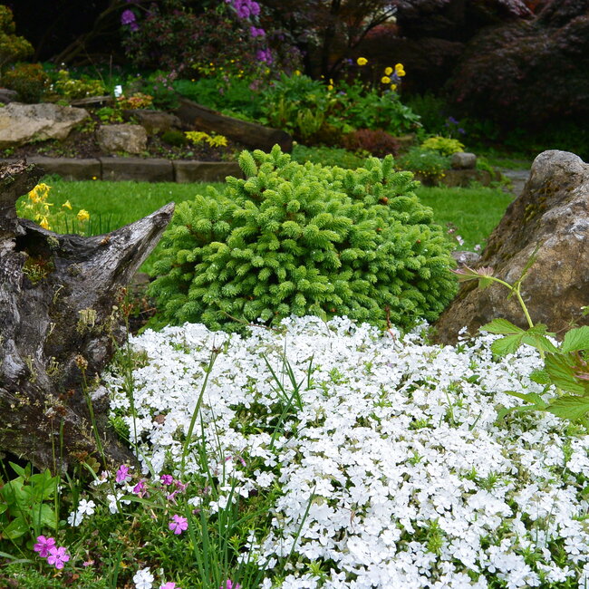 1A Kleurencombinaties in de tuin