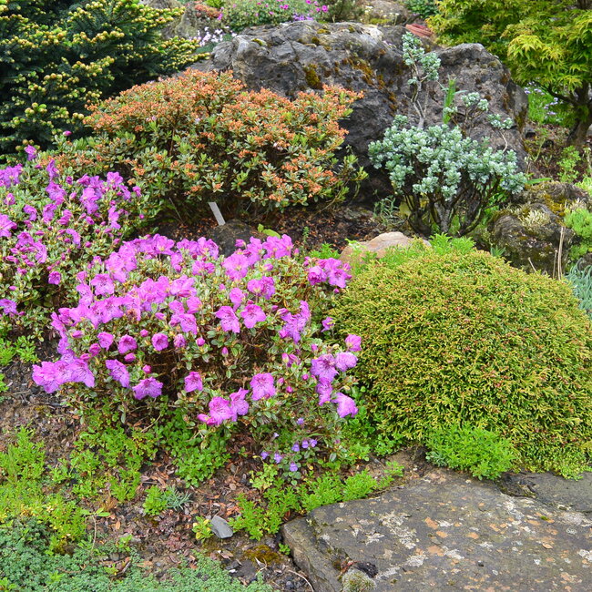 1A Kleurencombinaties in de tuin