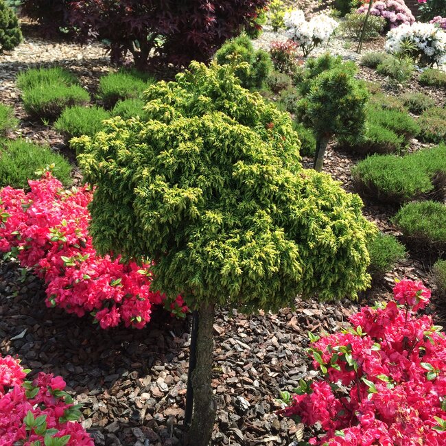 1 B. Kleurencombinaties in de tuin