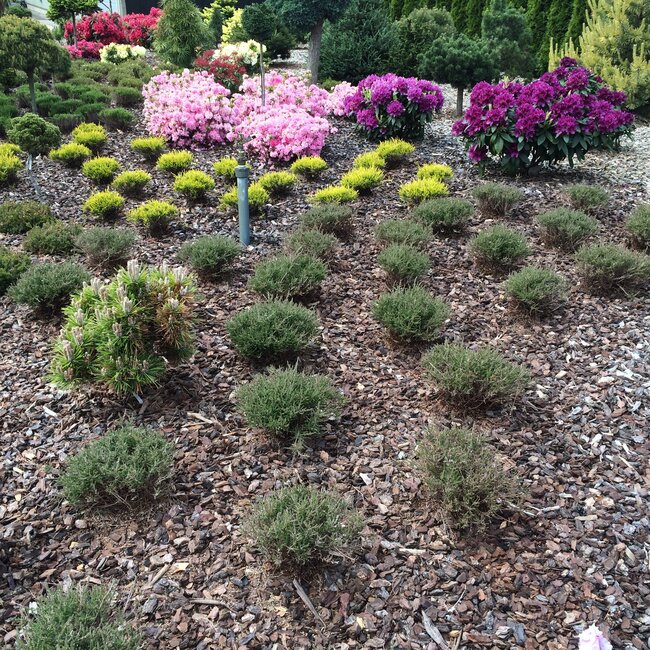 1 B. Kleurencombinaties in de tuin