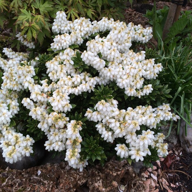 1 B. Kleurencombinaties in de tuin