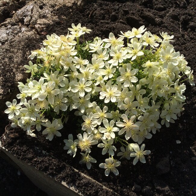 1 B. Kleurencombinaties in de tuin