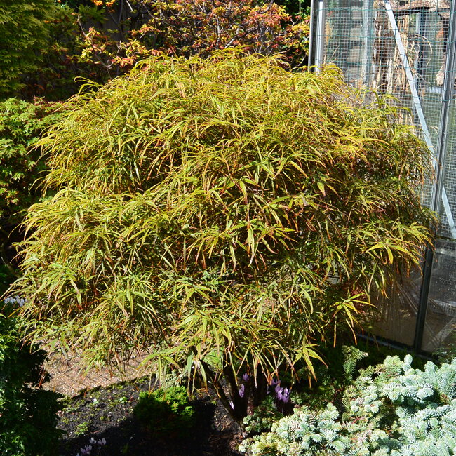 1 B. Kleurencombinaties in de tuin