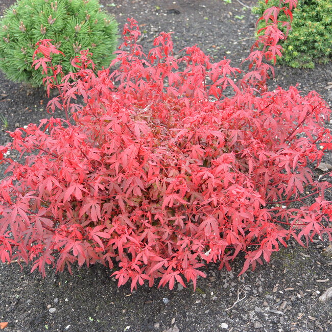 1 B. Kleurencombinaties in de tuin