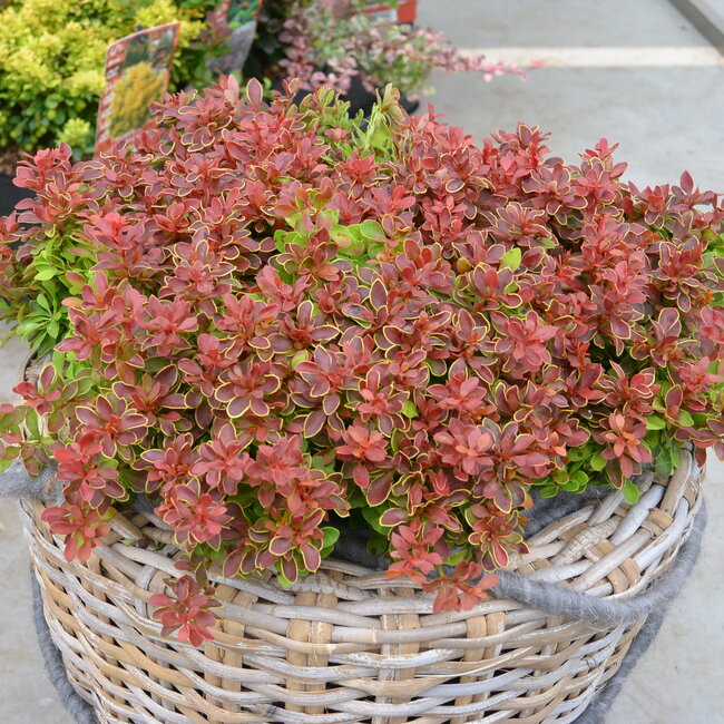 1 B. Kleurencombinaties in de tuin