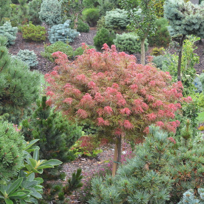 1 C. Kleurencombinaties in de tuin