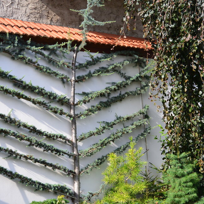 1 C. Kleurencombinaties in de tuin