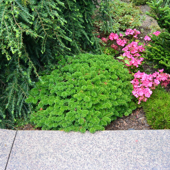 1 C. Kleurencombinaties in de tuin