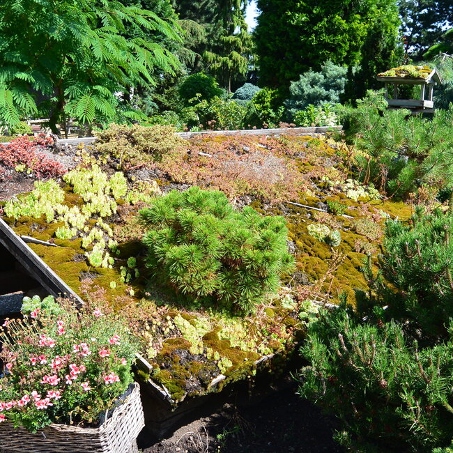 1 C. Kleurencombinaties in de tuin