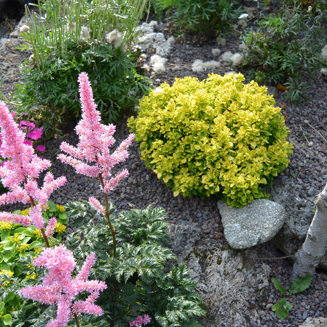 1 C. Kleurencombinaties in de tuin