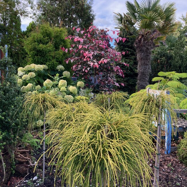 1 D. Kleurencombinaties in de tuin