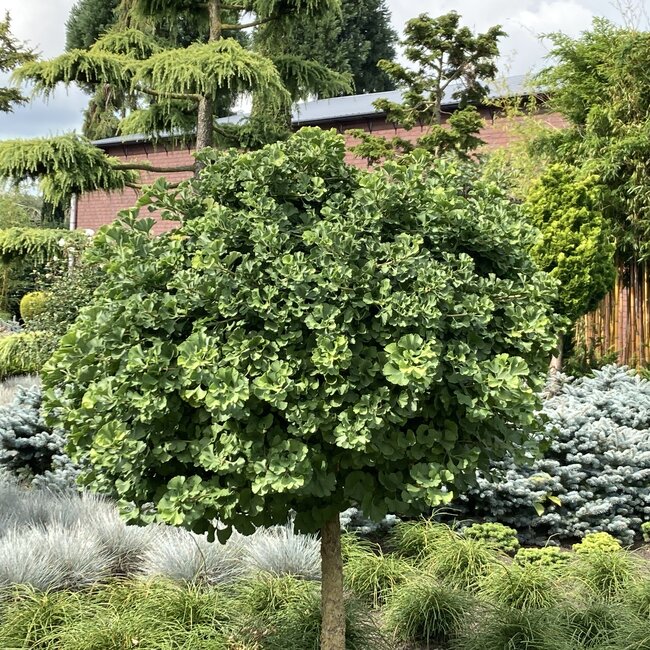 1 D. Kleurencombinaties in de tuin