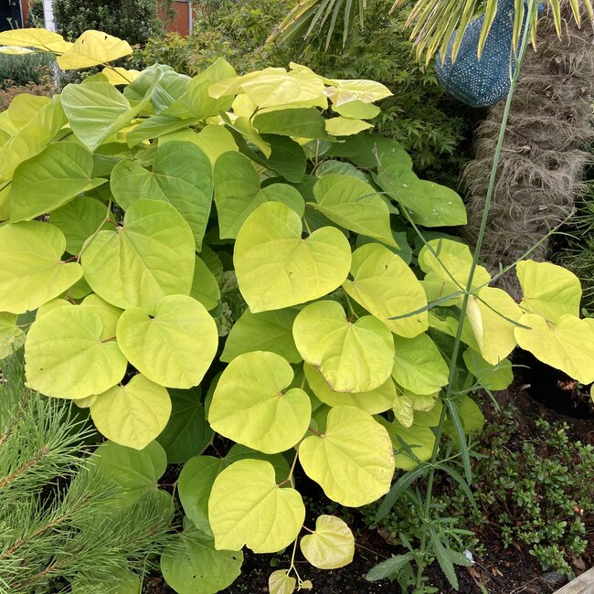 1 D. Kleurencombinaties in de tuin