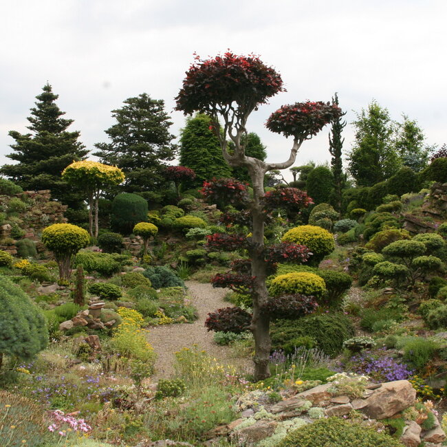 1 D. Kleurencombinaties in de tuin