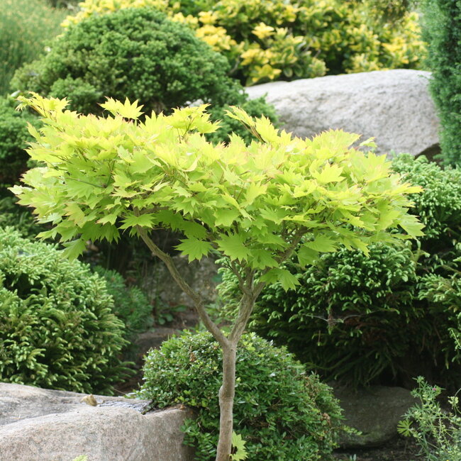 1 D. Kleurencombinaties in de tuin